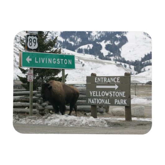 BIson, Yellowstone Entrance, Gardiner, MT Magneet (Horizontaal)
