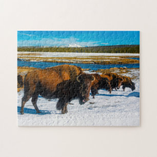 Bison Yellowstone Wyoming. Legpuzzel