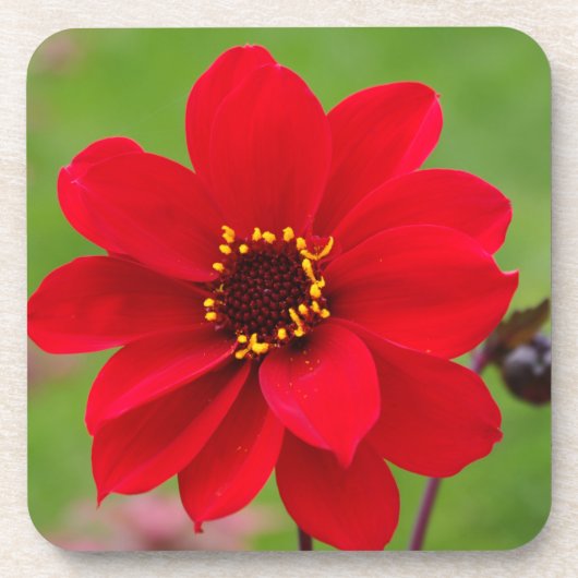 Bisschop van Llandaff-Dahlia Bier Onderzetter (Voorkant)