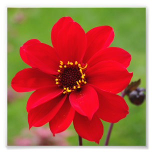 Bisschop van Llandaff Dahlia Foto Afdruk