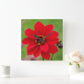 Bisschop van Llandaff Dahlia Vierkante Klok (Huis)