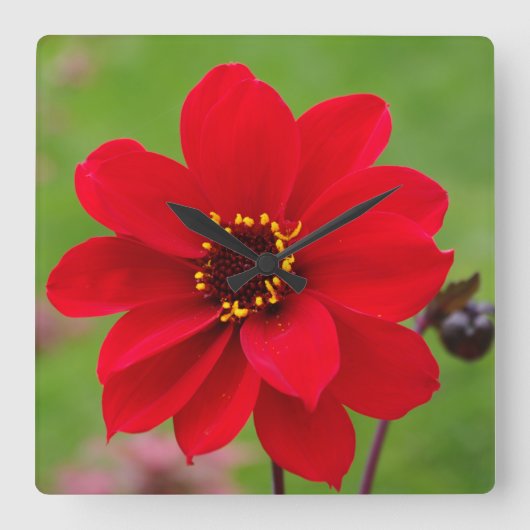 Bisschop van Llandaff Dahlia Vierkante Klok (Voorkant)
