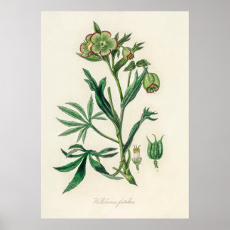 Bistort (Polygonum bistorta) uit Medical Botany Poster