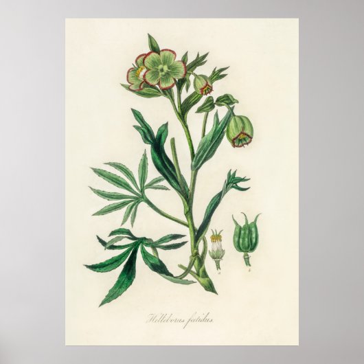 Bistort (Polygonum bistorta) uit Medical Botany Poster (Voorkant)