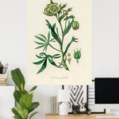 Bistort (Polygonum bistorta) uit Medical Botany Poster (Thuiskantoor)