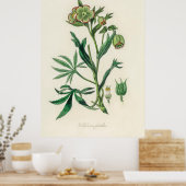 Bistort (Polygonum bistorta) uit Medical Botany Poster (Keuken)