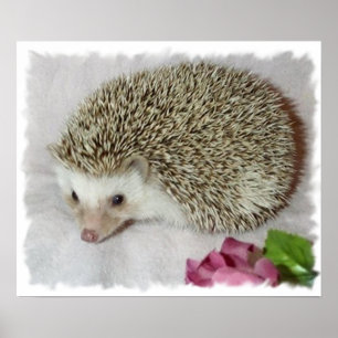 Bitsy de egel poster