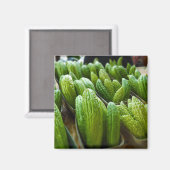 Bitter Melon Cucumber City Market Kansas City Magneet (Voorkant / Achterkant)