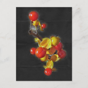 Bitterzoete bessen - Autumn Beauty Briefkaart