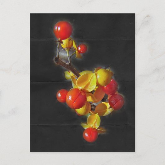 Bitterzoete bessen - Autumn Beauty Briefkaart (Voorkant)