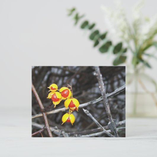 Bitterzoete bessen briefkaart (Staand voorkant)