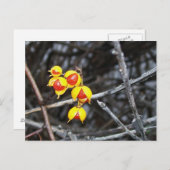 Bitterzoete bessen briefkaart (Voorkant / Achterkant)