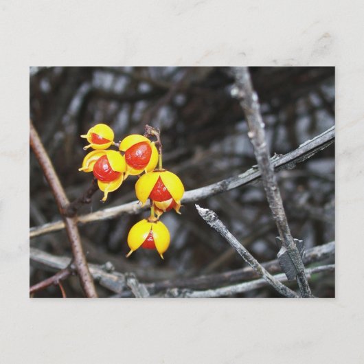 Bitterzoete bessen briefkaart (Voorkant)