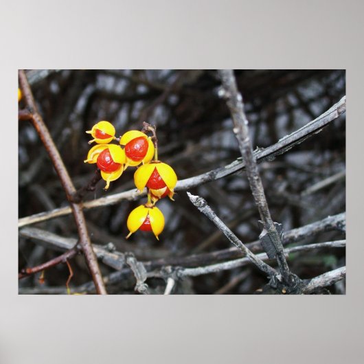 Bitterzoete bessen poster (Voorkant)