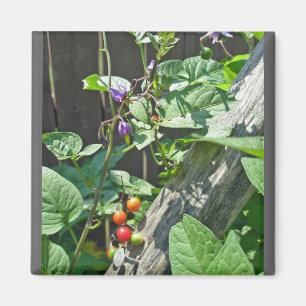 Bitterzoete nachtschaduw (Solanum dulcamara) Magne Magneet