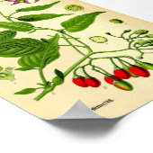 Bitterzoete Nachtschaduw (Solanum dulcamara) Poster (Hoek)