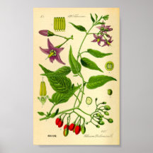 Bitterzoete Nachtschaduw (Solanum dulcamara)