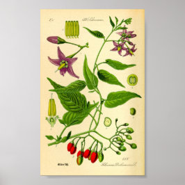 Bitterzoete Nachtschaduw (Solanum dulcamara) Poster