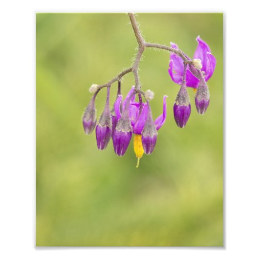 Bitterzoete Nightshade Wildflower Afdrukken Foto Afdruk (Voorkant)
