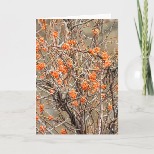 bitterzoete noot-Kaart Kaart (Voorkant)