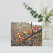 Bitterzoete wijnbessen briefkaart (Staand voorkant)