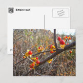 Bitterzoete wijnbessen briefkaart (Voorkant / Achterkant)