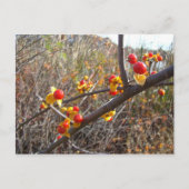 Bitterzoete wijnbessen briefkaart (Voorkant)