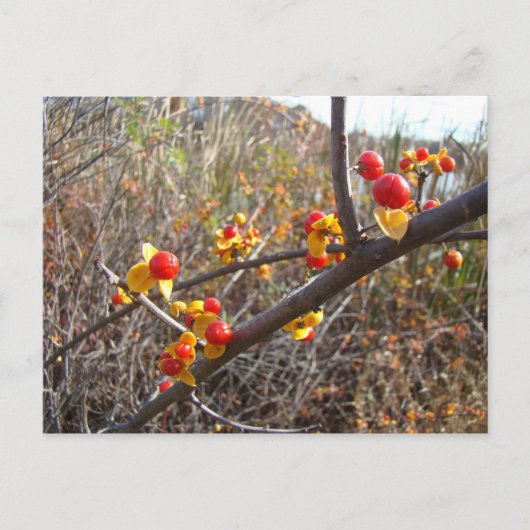 Bitterzoete wijnbessen briefkaart (Voorkant)