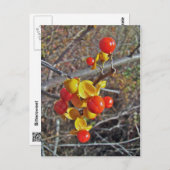 Bitterzoete wijnbessen briefkaart (Voorkant / Achterkant)