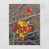 Bitterzoete wijnbessen briefkaart (Voorkant)