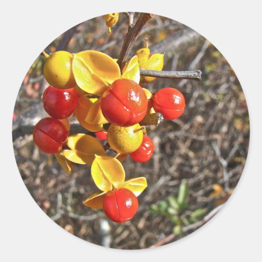 Bitterzoete wijnbessen ronde sticker (Voorkant)