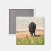 Bizon aan het water magneet (Voorkant / Achterkant)