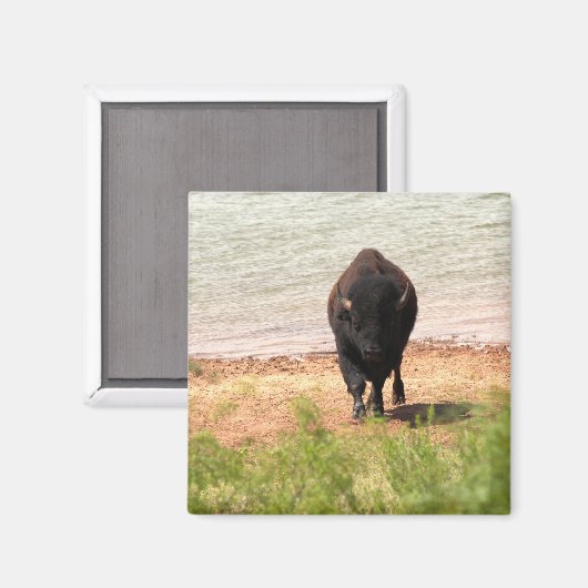 Bizon aan het water magneet (Voorkant / Achterkant)