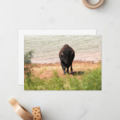 Bizon aan het water notitiekaartje (Voorkant / Achterkant in situ)