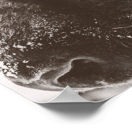 Bizon Afdruk Poster (Hoek)