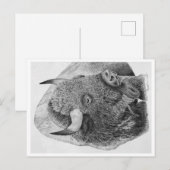 Bizon Briefkaart (Voorkant / Achterkant)