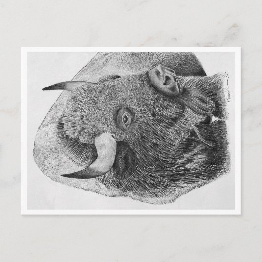 Bizon Briefkaart (Voorkant)