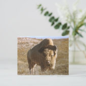 bizon-Briefkaart Briefkaart (Staand voorkant)