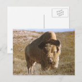 bizon-Briefkaart Briefkaart (Voorkant / Achterkant)