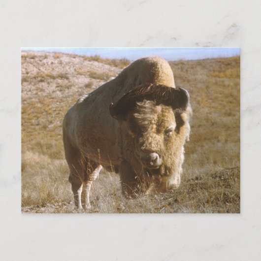 bizon-Briefkaart Briefkaart (Voorkant)