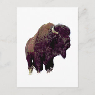 Bizon Buffalo  Briefkaart