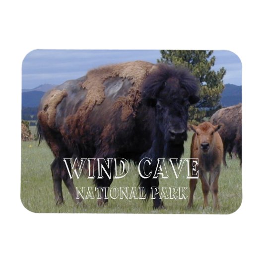Bizon en kalf, Wind Cave National Park, SD Magneet (Horizontaal)