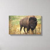 Bizon foto canvas afdruk (Voorkant)