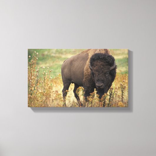Bizon foto canvas afdruk (Voorkant)