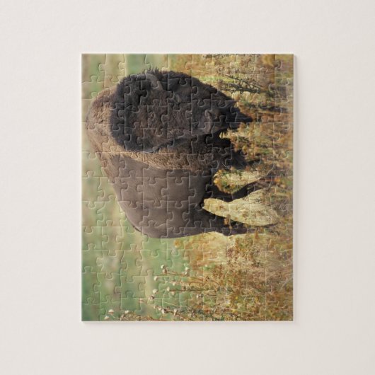 Bizon foto legpuzzel (Verticaal)