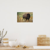 Bizon foto poster (Keuken)