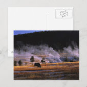 Bizon grazen in het Upper Geyser Basin Briefkaart (Voorkant / Achterkant)