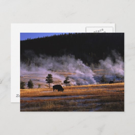 Bizon grazen in het Upper Geyser Basin Briefkaart (Voorkant / Achterkant)