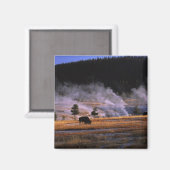 Bizon grazen in het Upper Geyser Basin Magneet (Voorkant / Achterkant)