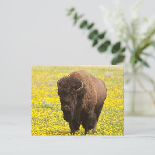 Bizon in geel briefkaart (Staand voorkant)
